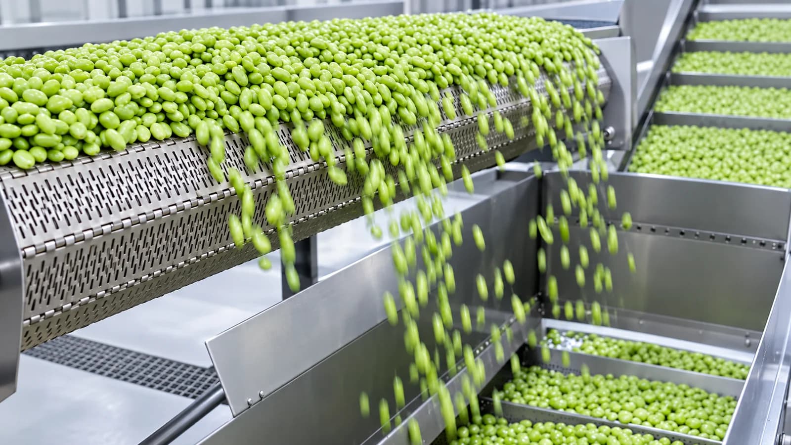 Edamame beans moving through stainless-steel handling equipment